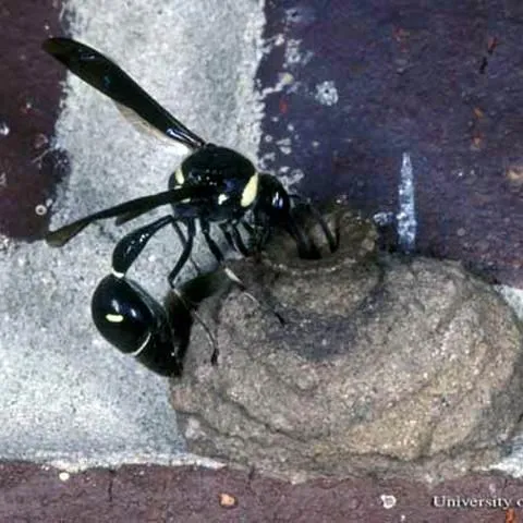 thumbnail for publication: Potter Wasps of Florida, Eumenes spp. (Insecta: Hymenoptera: Vespidae: Eumeninae)